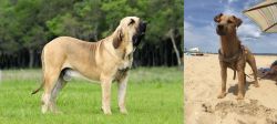 Fila Brasileiro vs Fell Terrier - Breed Comparison