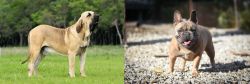 Fila Brasileiro vs French Bulldog - Breed Comparison