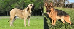 Fila Brasileiro vs German Shepherd - Breed Comparison