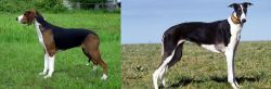 Finnish Hound vs Chart Polski - Breed Comparison