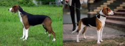 Finnish Hound vs Estonian Hound - Breed Comparison