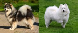 Finnish Lapphund vs American Eskimo Dog - Breed Comparison