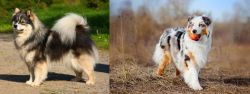 Finnish Lapphund vs Australian Shepherd - Breed Comparison