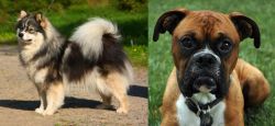 Finnish Lapphund vs Boxer - Breed Comparison