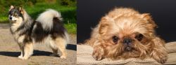 Finnish Lapphund vs Brug - Breed Comparison