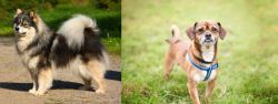Finnish Lapphund vs Chug - Breed Comparison