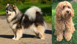 Finnish Lapphund vs Cockapoo - Breed Comparison