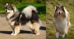 Finnish Lapphund vs Collie - Breed Comparison