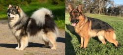 Finnish Lapphund vs German Shepherd - Breed Comparison