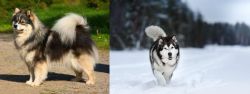 Finnish Lapphund vs Siberian Husky - Breed Comparison