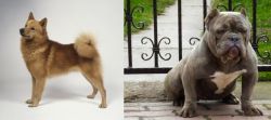 Finnish Spitz vs American Bully - Breed Comparison