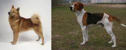 Finnish Spitz vs Anglo-Francais de Petite Venerie - Breed Comparison