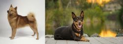 Finnish Spitz vs Australian Kelpie - Breed Comparison