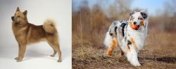 Finnish Spitz vs Australian Shepherd - Breed Comparison
