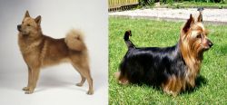 Finnish Spitz vs Australian Silky Terrier - Breed Comparison