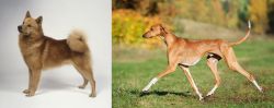 Finnish Spitz vs Azawakh - Breed Comparison