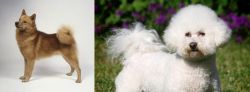 Finnish Spitz vs Bichon Frise - Breed Comparison