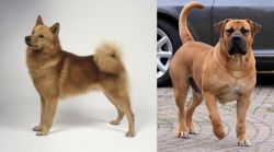 Finnish Spitz vs Boerboel - Breed Comparison