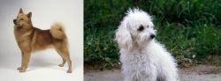 Finnish Spitz vs Bolognese - Breed Comparison