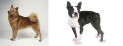 Finnish Spitz vs Boston Terrier - Breed Comparison