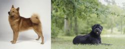 Finnish Spitz vs Bouvier des Flandres - Breed Comparison