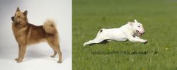 Finnish Spitz vs Bull Terrier - Breed Comparison