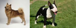 Finnish Spitz vs Bull Terrier Miniature - Breed Comparison