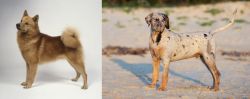 Finnish Spitz vs Catahoula Cur - Breed Comparison