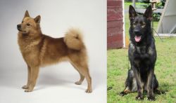 Finnish Spitz vs East German Shepherd - Breed Comparison