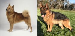 Finnish Spitz vs German Shepherd - Breed Comparison