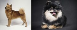 Finnish Spitz vs German Spitz (Klein) - Breed Comparison