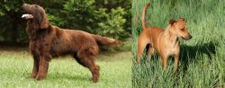 Flat-Coated Retriever vs Africanis - Breed Comparison