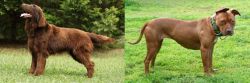 Flat-Coated Retriever vs American Pit Bull Terrier - Breed Comparison