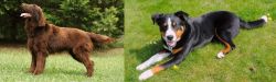Flat-Coated Retriever vs Appenzell Mountain Dog - Breed Comparison