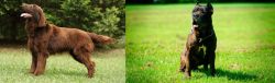 Flat-Coated Retriever vs Bandog - Breed Comparison