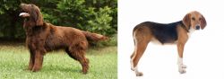 Flat-Coated Retriever vs Beagle-Harrier - Breed Comparison