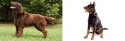 Flat-Coated Retriever vs Beauceron - Breed Comparison