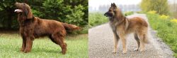 Flat-Coated Retriever vs Belgian Shepherd Dog (Tervuren) - Breed Comparison