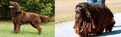 Flat-Coated Retriever vs Bergamasco - Breed Comparison