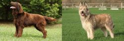 Flat-Coated Retriever vs Berger Picard - Breed Comparison