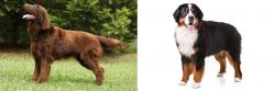 Flat-Coated Retriever vs Bernese Mountain Dog - Breed Comparison