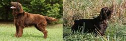 Flat-Coated Retriever vs Boykin Spaniel - Breed Comparison