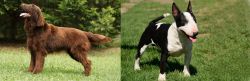 Flat-Coated Retriever vs Bull Terrier Miniature - Breed Comparison