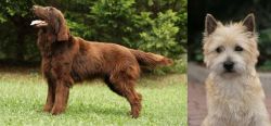Flat-Coated Retriever vs Cairn Terrier - Breed Comparison