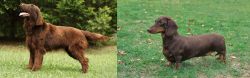 Flat-Coated Retriever vs Dachshund - Breed Comparison