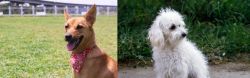 Formosan Mountain Dog vs Bolognese - Breed Comparison