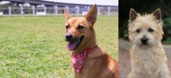 Formosan Mountain Dog vs Cairn Terrier - Breed Comparison