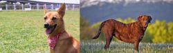 Formosan Mountain Dog vs Chesapeake Bay Retriever - Breed Comparison