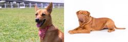 Formosan Mountain Dog vs Dogue De Bordeaux - Breed Comparison