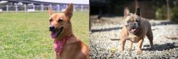 Formosan Mountain Dog vs French Bulldog - Breed Comparison